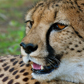 Cleos-up of an adult cheetah's face