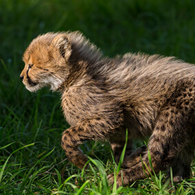 Young cheetah cub running