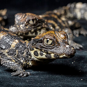 Dwarf crocodile hatchlings