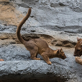 fossa pup with tail raised