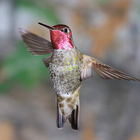 Male Anna's hummingbird in flight