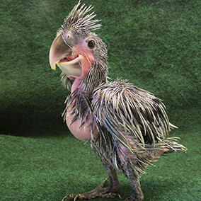 Palm cockatoo Elvis as a hatchling
