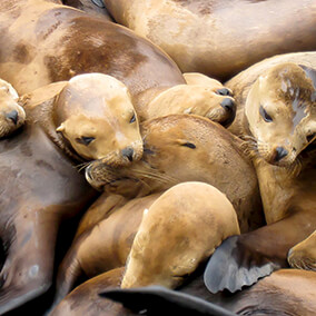 sea lion pups huddled in close as they sun themselves