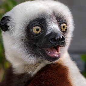 Sifaka with mouth open