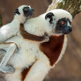sifaka mom with baby on her back