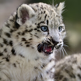 Snow leopard cub growling