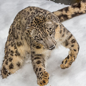Snow leopard jumping in snow