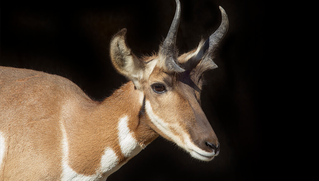 Adult pronghorn