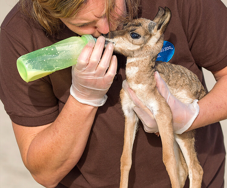 A San Diego Zoo wildlife care specialist bottle-feeds a small baby pronghorn.