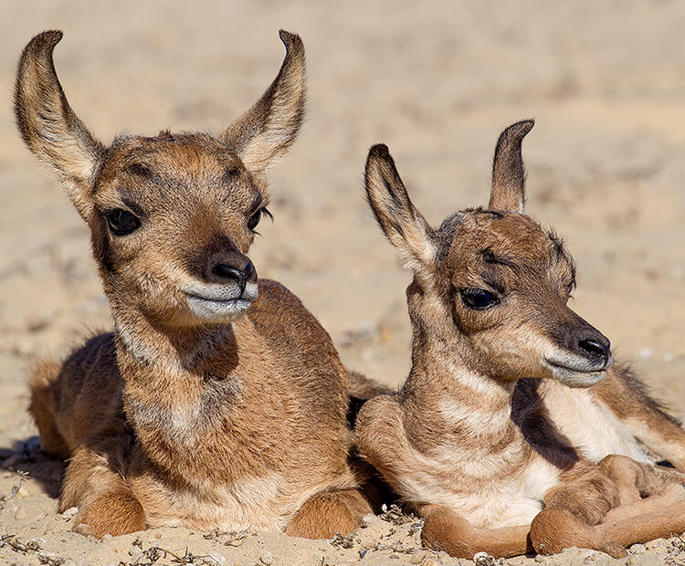 Two pronghorn calves laying on sandy desert