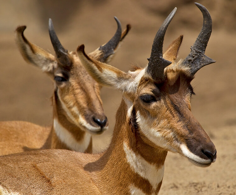 A pair of young adult pronghorns