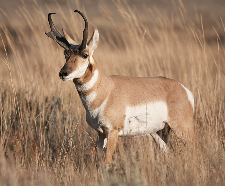 Wild pronghorn standing in tall grass