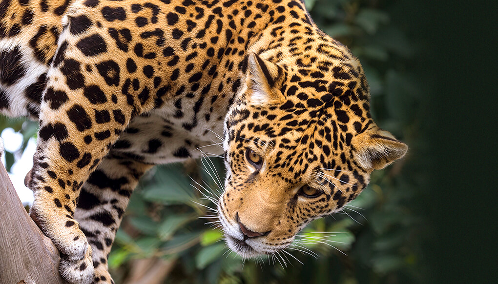 Jaguar looking to the left as it climbs down a tree trunk