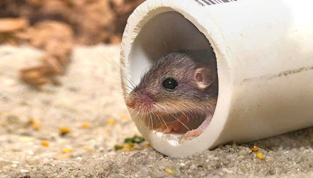 Pocket mouse peeking out of a white pipe.