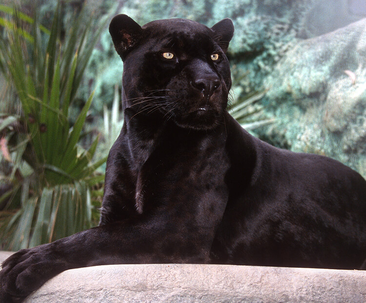 black jaguar habitat