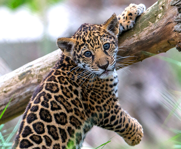 baby jaguars animals