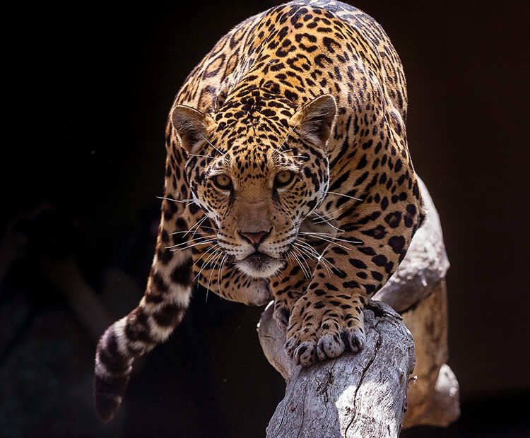 Jaguar: The Animal Files