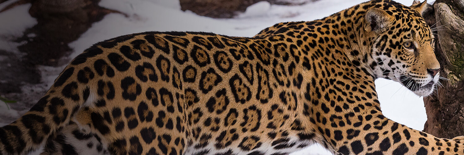 Jaguar standing on snow covered ground