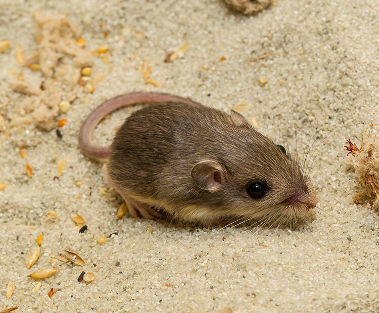 Pocket mouse standing on desert sand.
