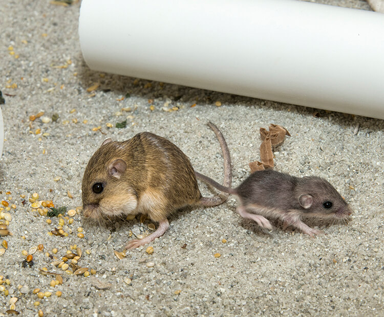 Pocket mouse mom with baby in simulated desert environment.