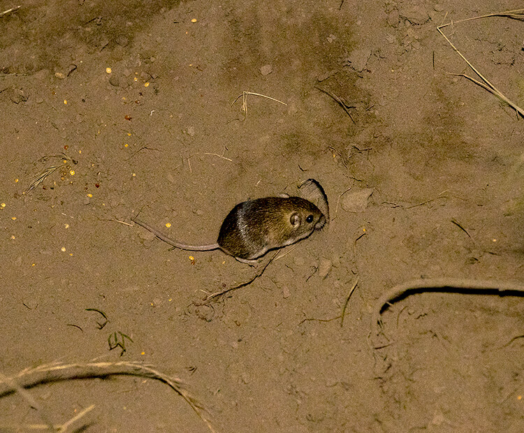 Pocket Mouse burrow