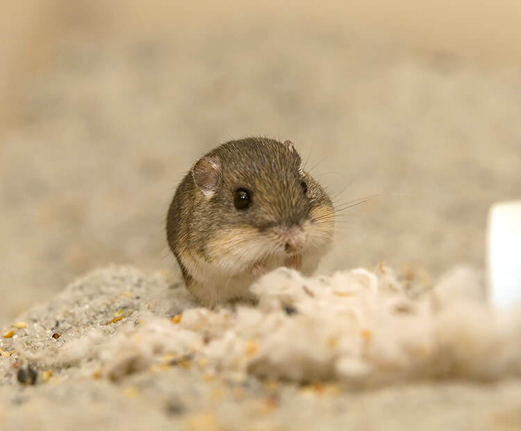 Pocket mouse stuffing cheeks with seeds