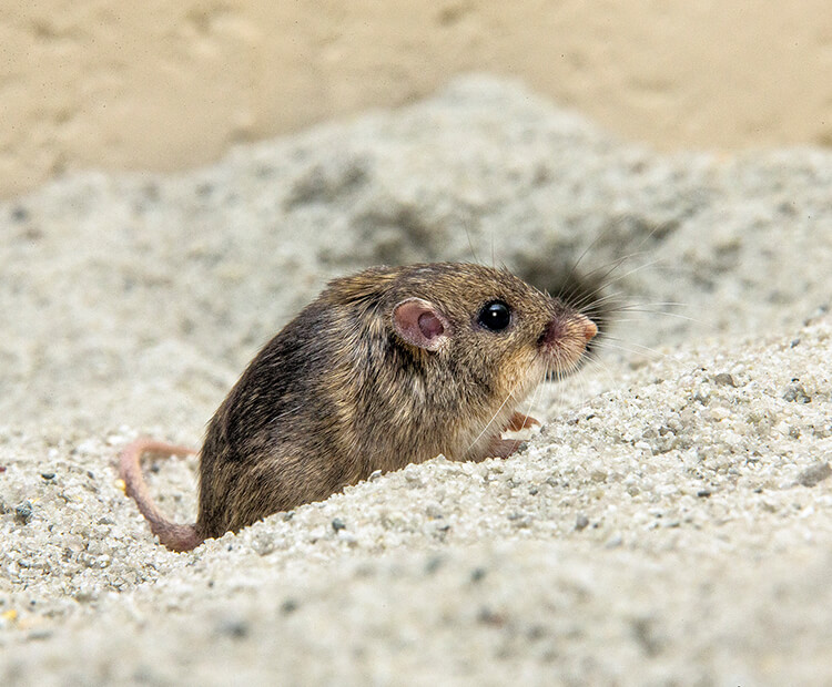 Pocket mouse hiding in sand.