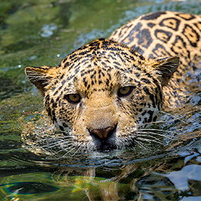 Jaguar swimming in shallow water