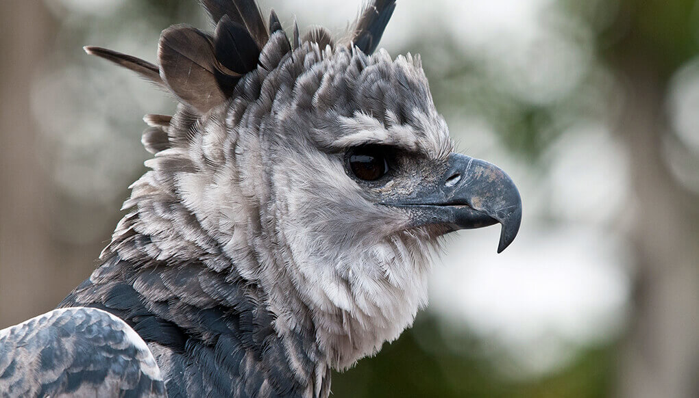 Harpy eagle looking off to the right with its crown feathers flared.