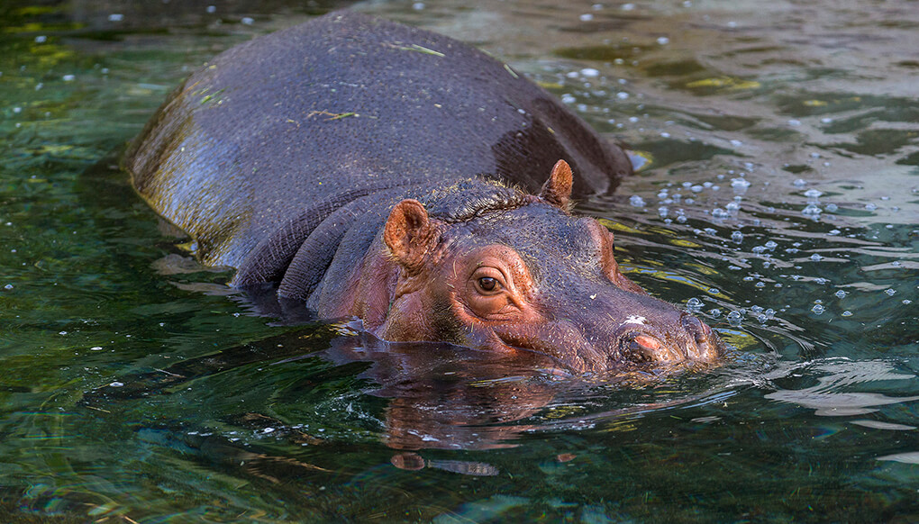 Young hippo half peeking out of the water