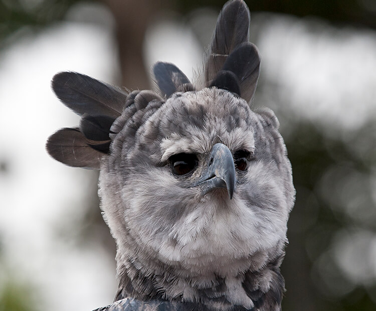 Harpy Eagles Snatch Monkeys Right Out Of The Trees 