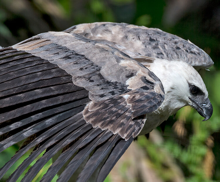 harpy eagle sloth