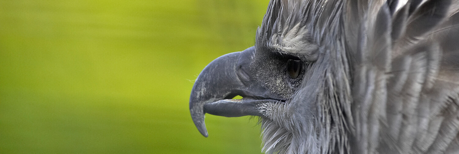 Harpy eagle face in profile