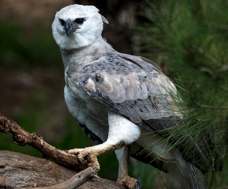 Harpy eagle  San Diego Zoo Wildlife Explorers