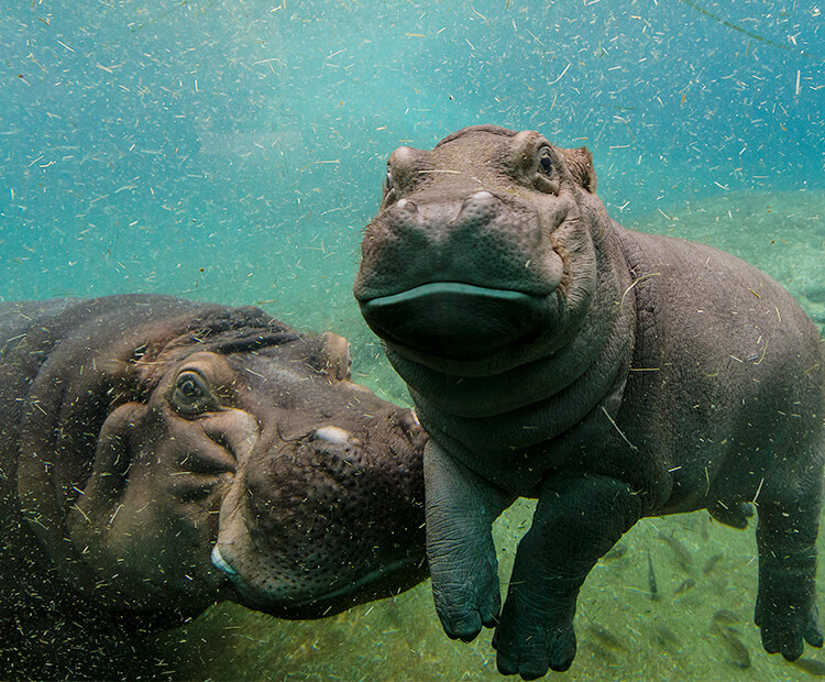 Hippos Underwater