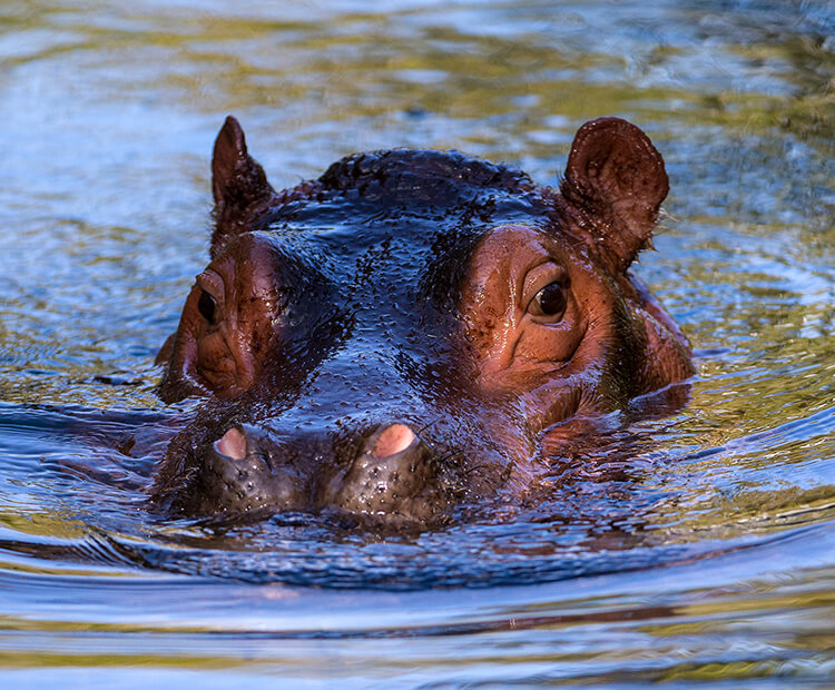 Baby hippo peeking its head out of rippled water