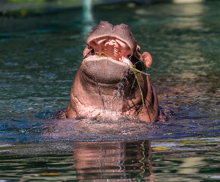 Baby hippo eating grass with its mouth wide open