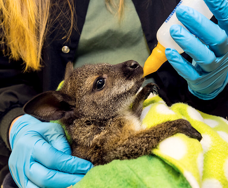 Young joey being bottle fed by a wildlife care specialist.