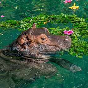 Baby hippo floating in water amongst hibiscus flowers