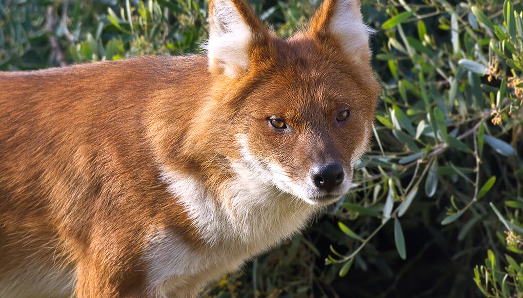 Dhole standing in front of a green shrub.