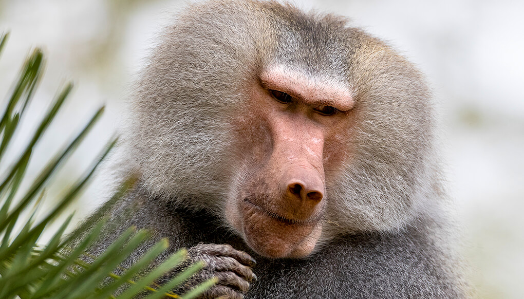 Male hamadryas baboon looking off to the side.