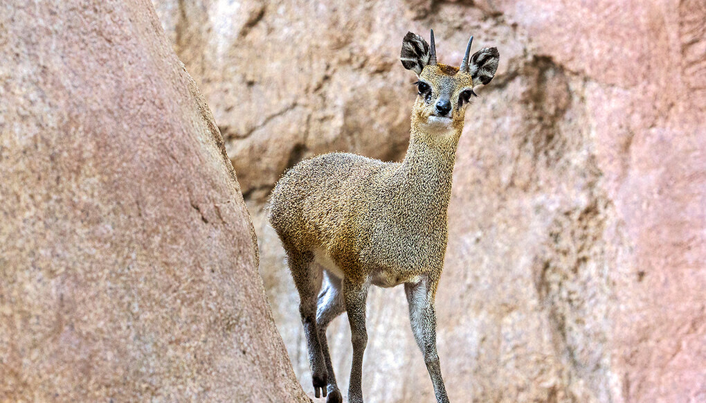 Klipspringer peaking out from in between large kopje boulders.