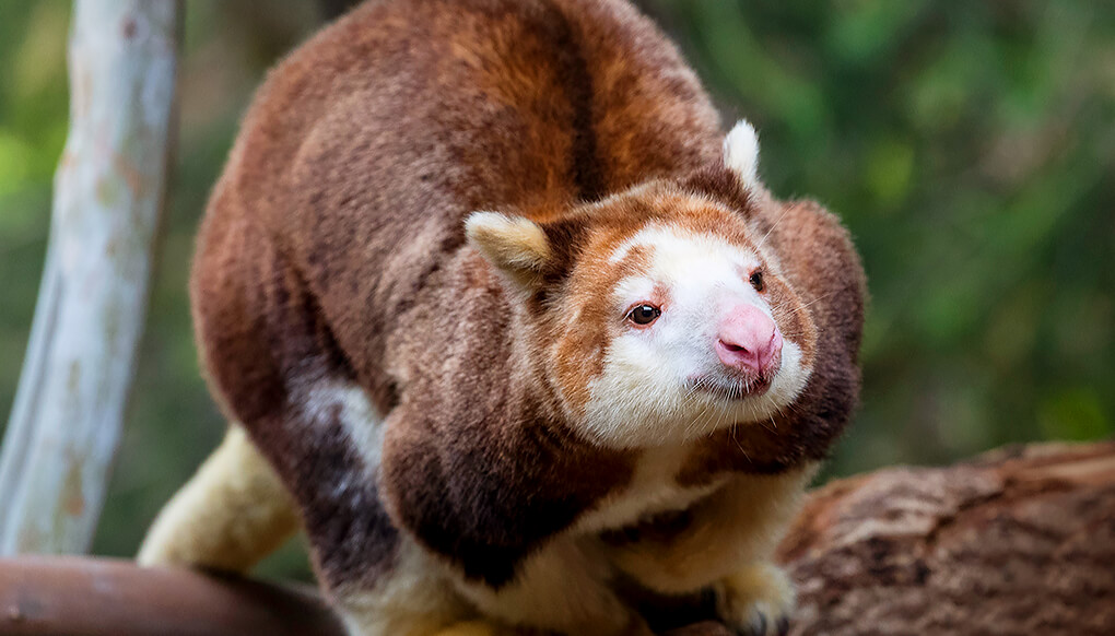 Matschie's Tree kangaroo