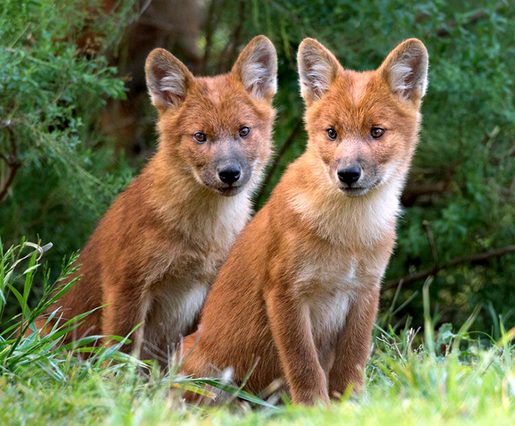 A pair of young dhole pups sitting in grass.