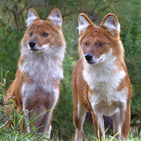 A pair of dholes standing in front of greenery.