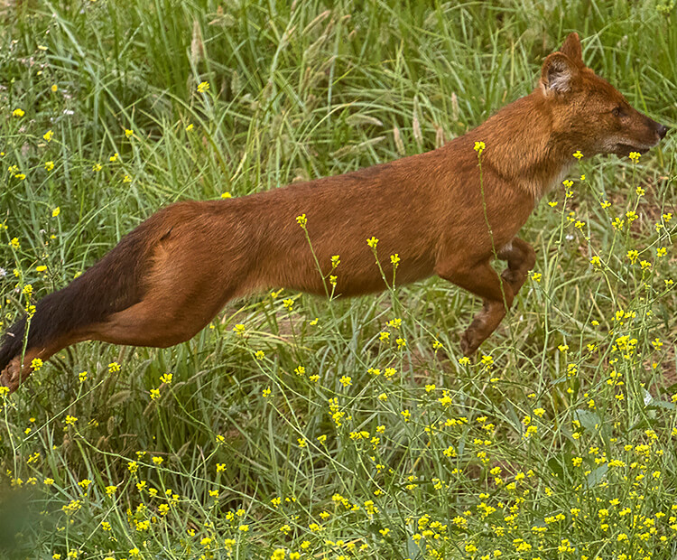 Dhole running through yellow flowers and tall green grass.