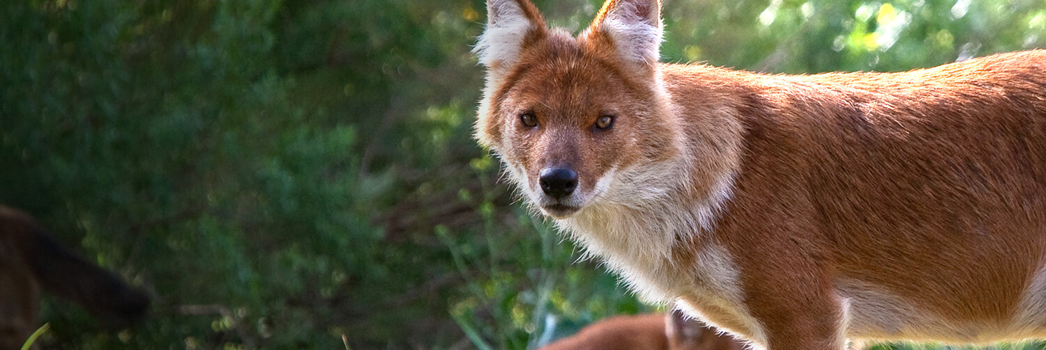 Adult dhole looking at the camera as she stands in front of green shrub.