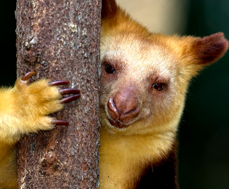 Goodfellow's tree kangaroo