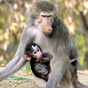 Baby hamadryas holding onto its mother.