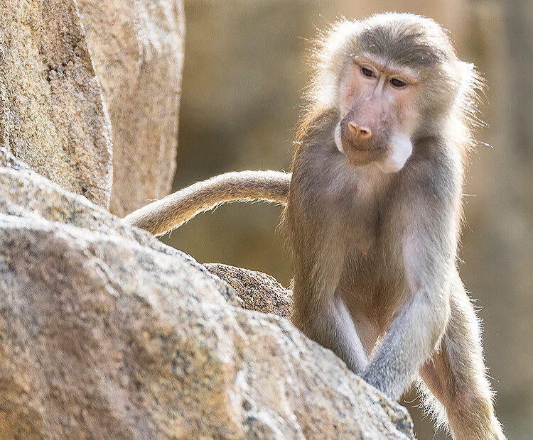 Hamadryas with food stored in its cheeks.